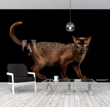 Picture of Brown burmese cat standing and Looking in camera chocolate shining fur on isolated black background side view